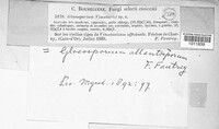 Gloeosporium vincetoxici image